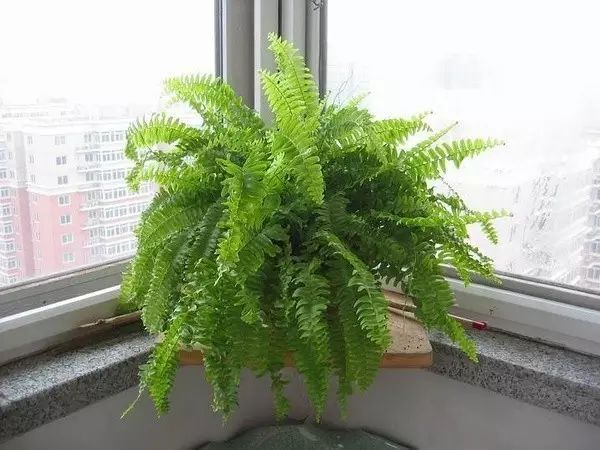 pvc塑料绿植,绿植盆里的塑料