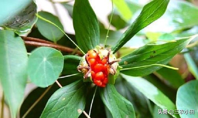 七叶一枝花稀有,七叶一枝花为什么珍贵