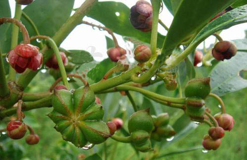 八角的香气是香料中最霸气的,八角和什么香料都具有芳香的气味