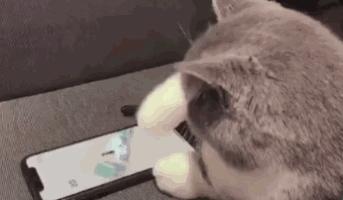 看到自家猫心情都会很好,这样的猫你会想养一只吗