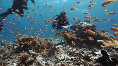 魔都森林彩虹滑梯视频,打卡魔都热气球