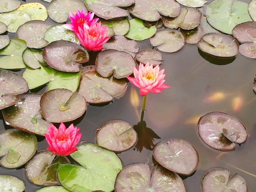 睡莲万维莎片段,睡莲万维莎