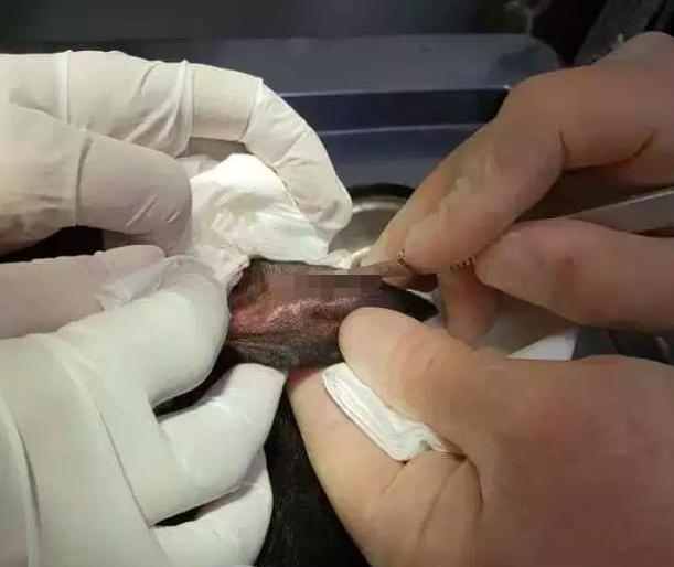 看到小狗耳朵被缝钮扣？别担心，这是“耳血肿”的特殊治疗法