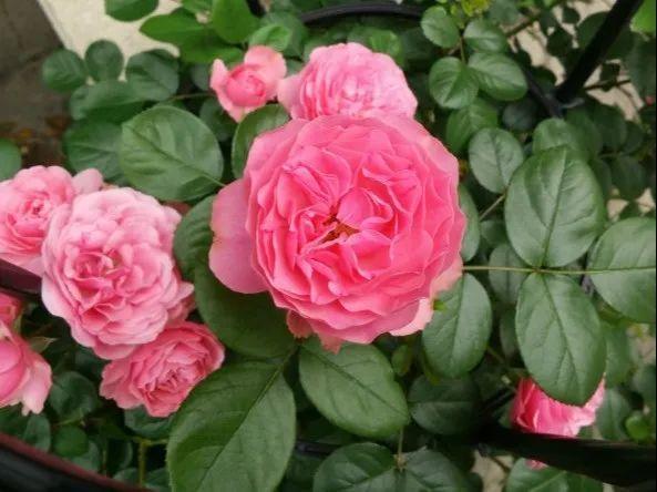 月季图鉴哪本书好,淘宝上最好养的月季品种