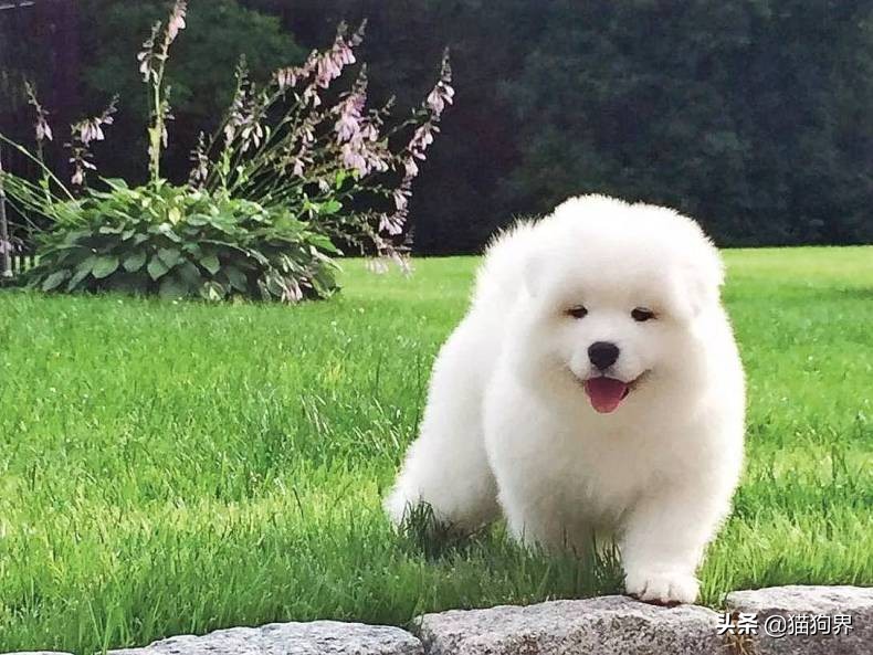 狗狗便臭口臭什么原因,狗狗能不能用猫砂解大便啊