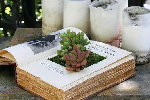 家里花瓶插花放点什么,创意养花花瓶