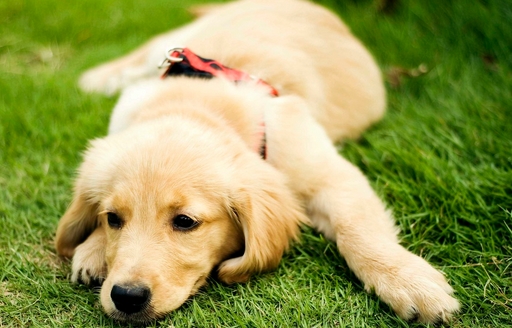 狗狗长大脾气暴躁咬人怎么回事,狗狗性格突然变得暴躁易怒爱咬狗