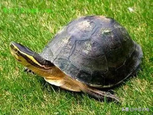 新手养龟快速入门教程,石金钱龟冬天怎么养新手必看