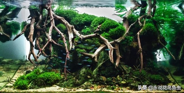 水草基本种植法,生态缸水草种植