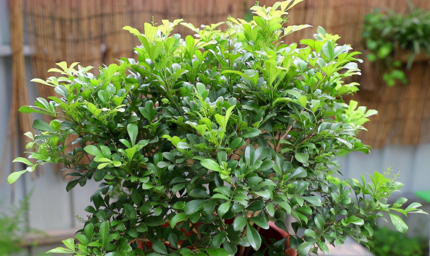 米兰花如何养才能重香味,米兰花一年四季应如何养护