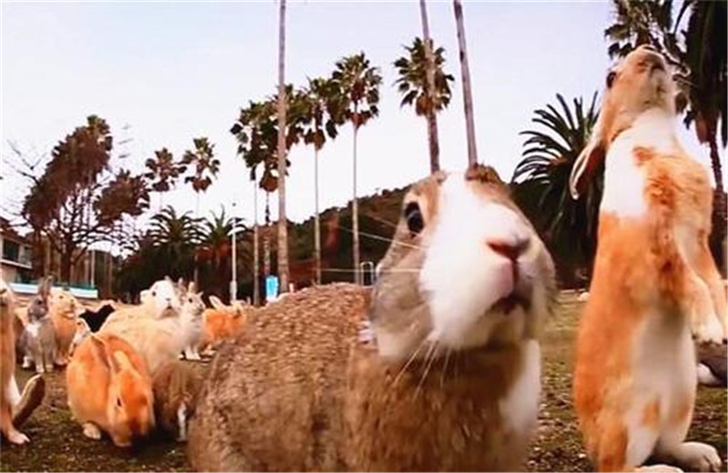 澳洲野兔泛滥成灾到底有多疯狂,澳大利亚野兔为什么泛滥成灾