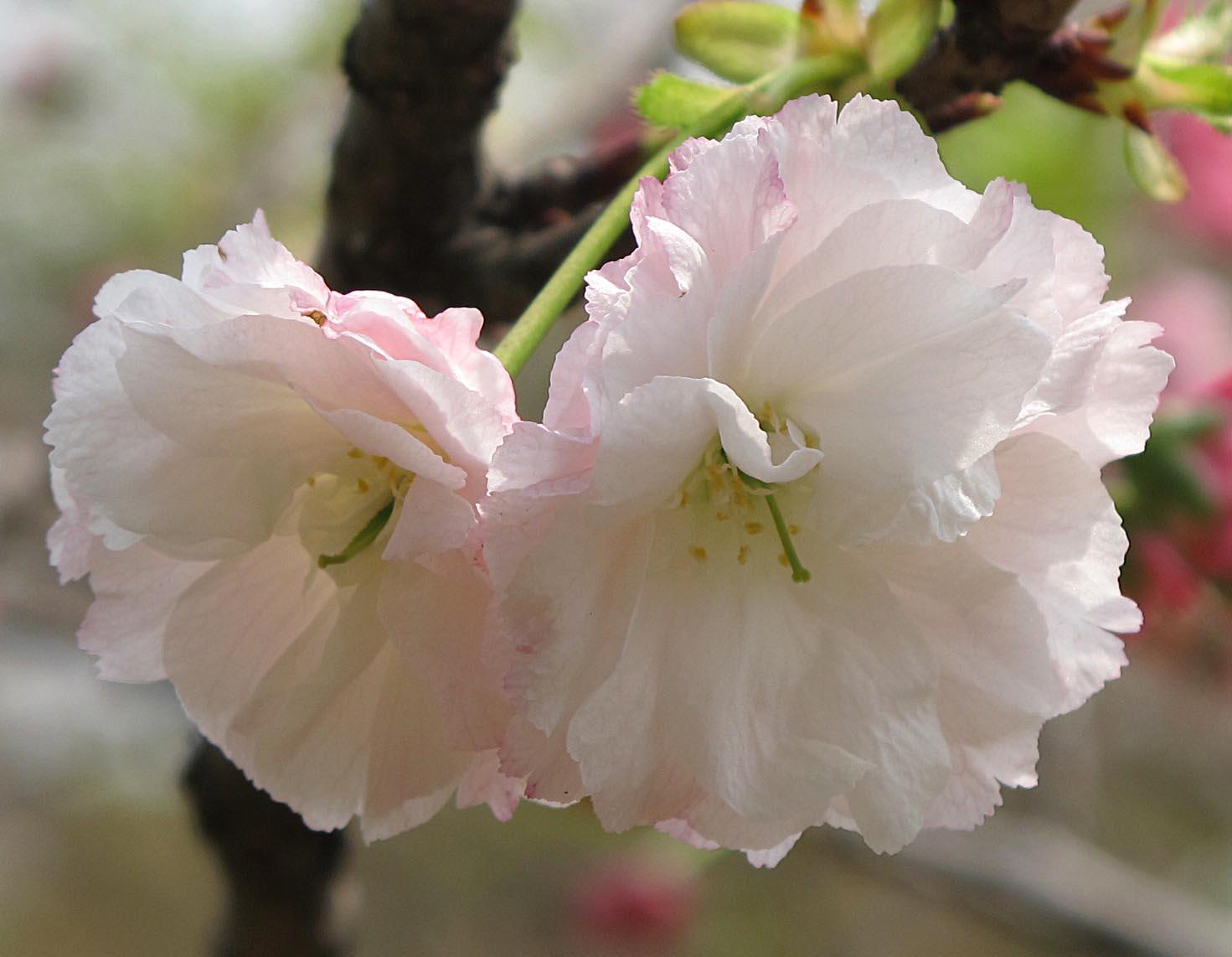 一年一度的樱花大赏,一年一度赏樱花季节又到了