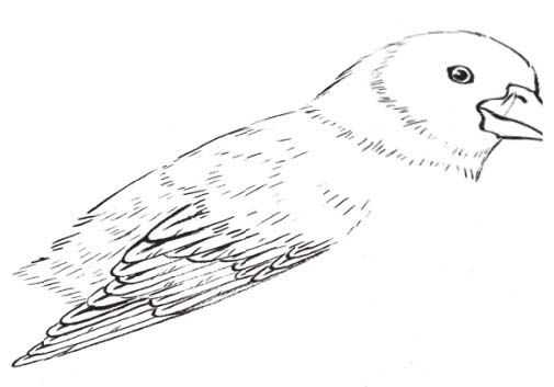 蜡嘴雀工笔画,蜡嘴鸟画画教程