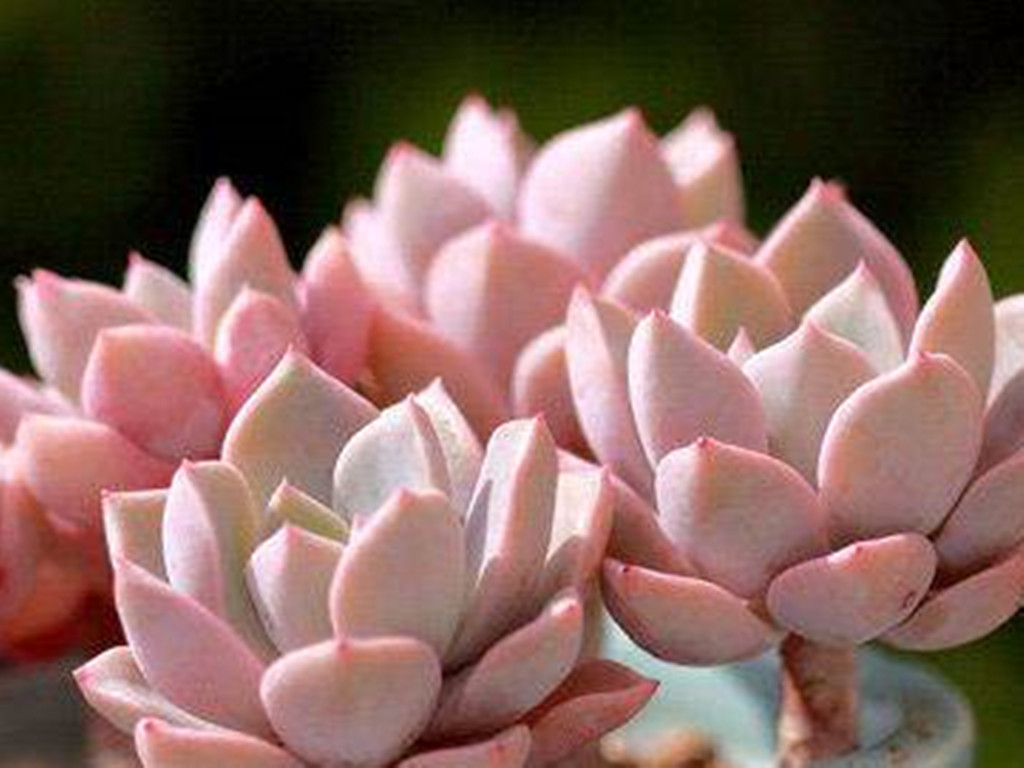 多肉水浇多了怎么补救最好,多肉水浇多了怎么快速干燥