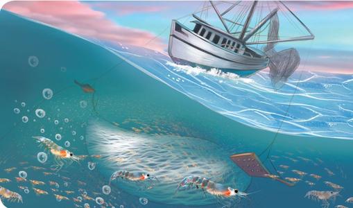南极磷虾有多可怕,为什么南极磷虾的数量如此惊人