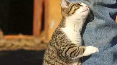 猫咪为什么喜欢用屁股对着主人,猫咪老是把屁股对着你是啥意思