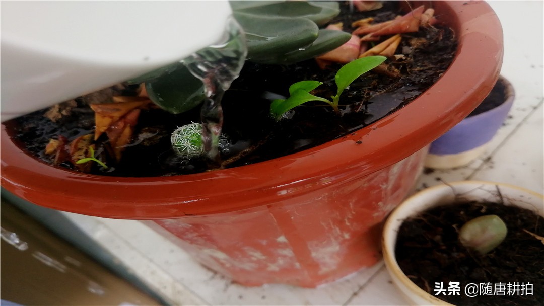 银毛球多肉怎么养,银毛球多久浇水