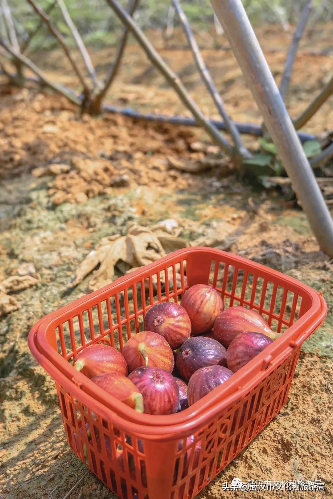 板栗葡萄采摘园,板栗桠葡萄采摘园