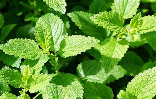 卧室最好养的2种花,3种花适合养在室内