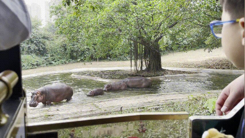 广州长隆野生动物园游玩攻略最新,长隆野生动物园亲子游三天