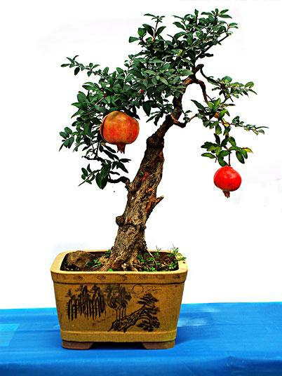 春季盆栽石榴花开花,石榴花盆栽怎样开花多