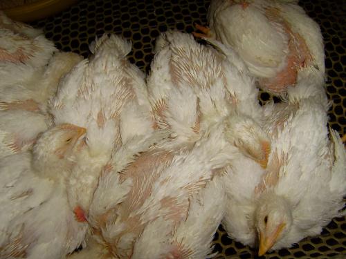 鸡有瘟病吃什么药,养鸡发烧用什么药