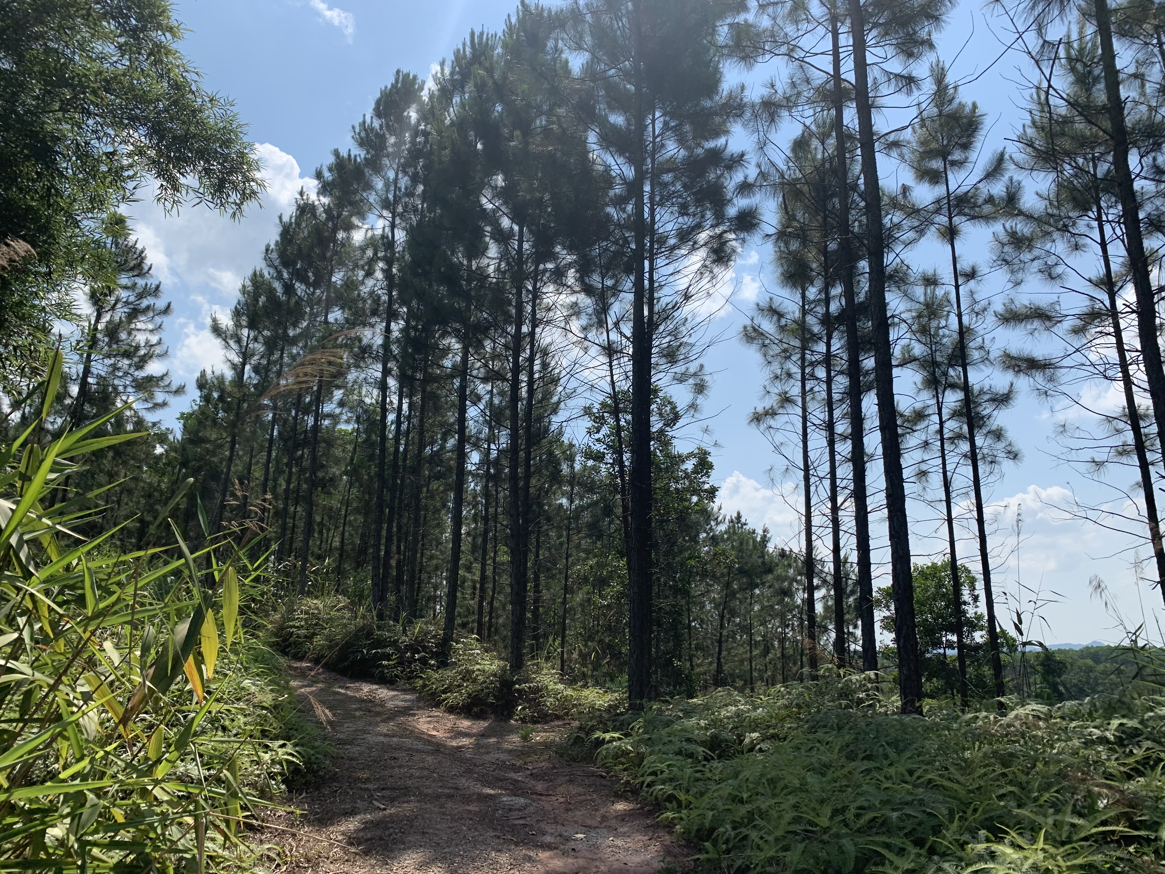 屯昌羊角岭水晶矿现在还能去吗,海南水晶矿遗址