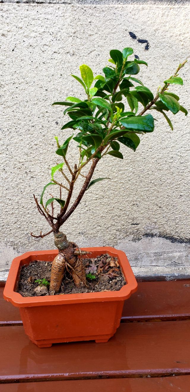 人参榕长什么虫子,人参榕叶尖有虫