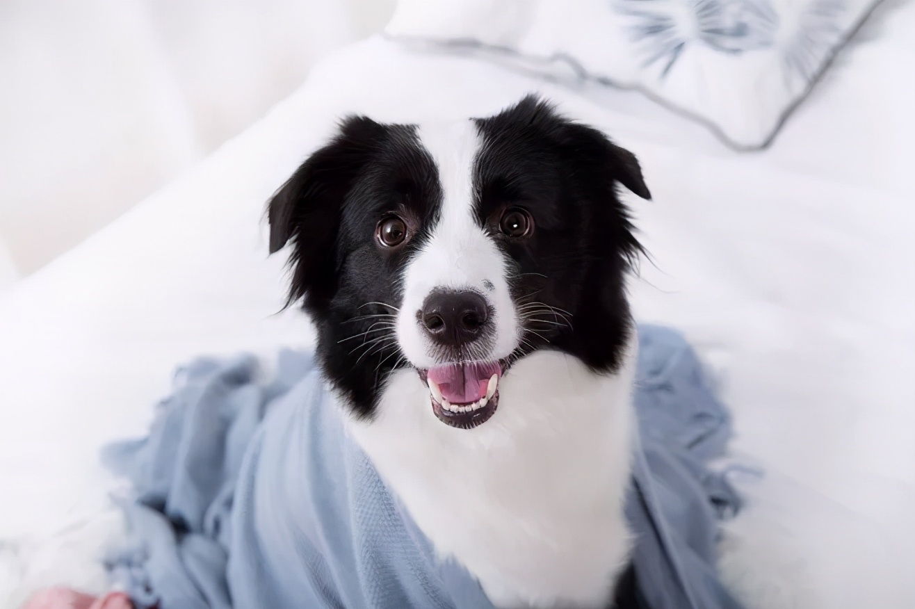 养一只边牧一月要用多少钱,养边牧一年费用多少钱