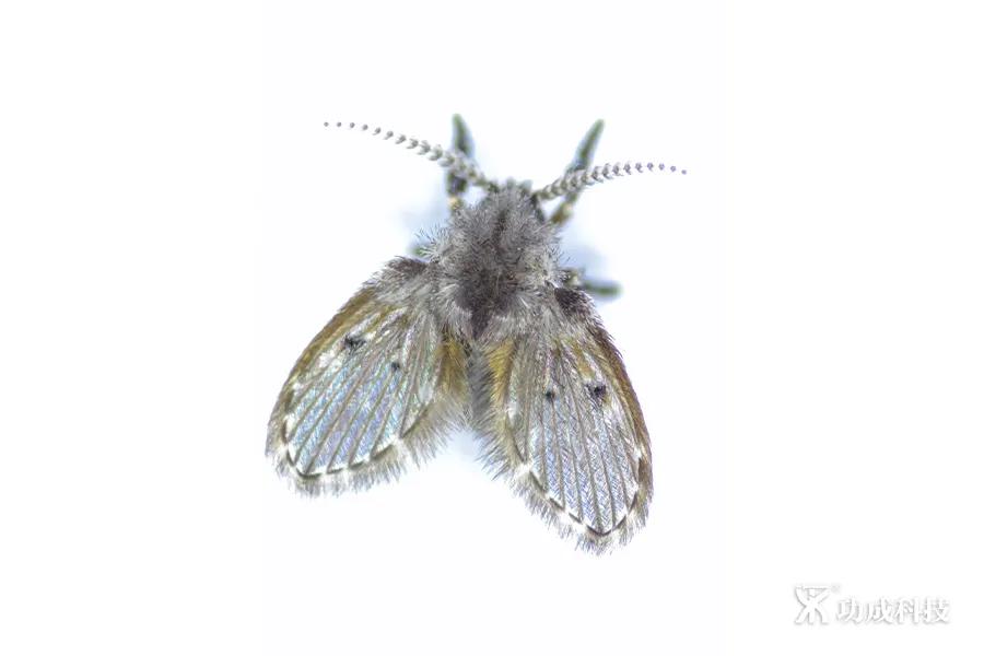 卫生间有小虫蛾蚋怎么治,卫生间出现蛾蚋怎么处理