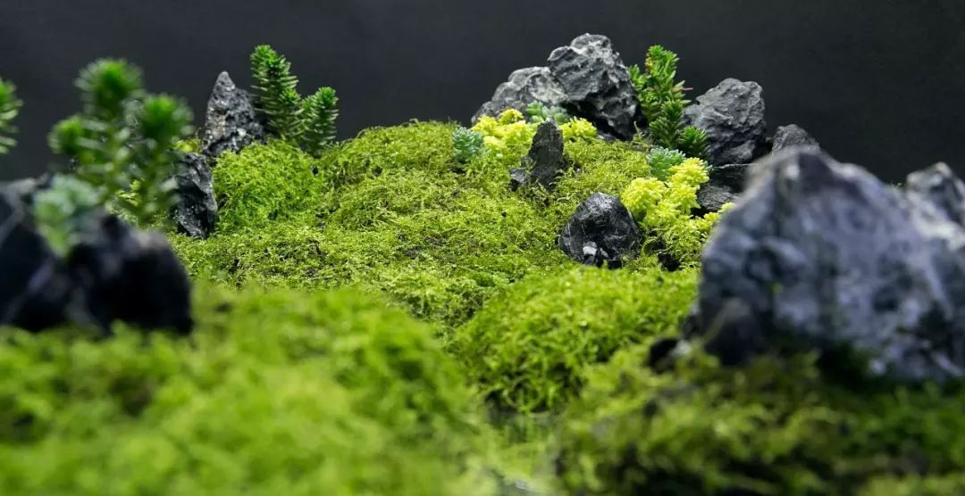 苔藓为什么变黄了,关于苔藓我还想知道什么