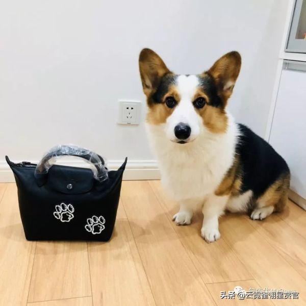 大家的包包和宠物,都太可爱了!