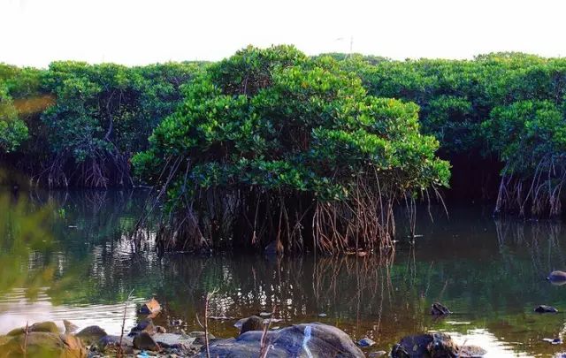 海南省临高县历史,海南临高风土人情