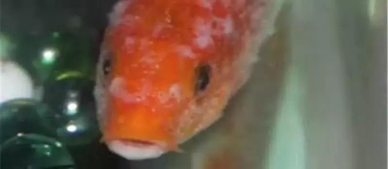 鱼类寄生虫有哪些,鱼类寄生虫的科普知识