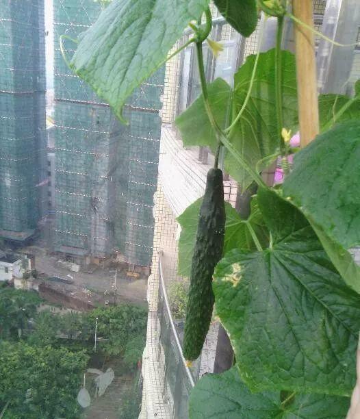 阳台可以种黄瓜吗,阳台种黄瓜施什么肥长得最好