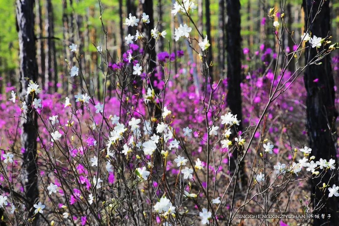 寻找中国最美的春季,探寻中国最美秘境