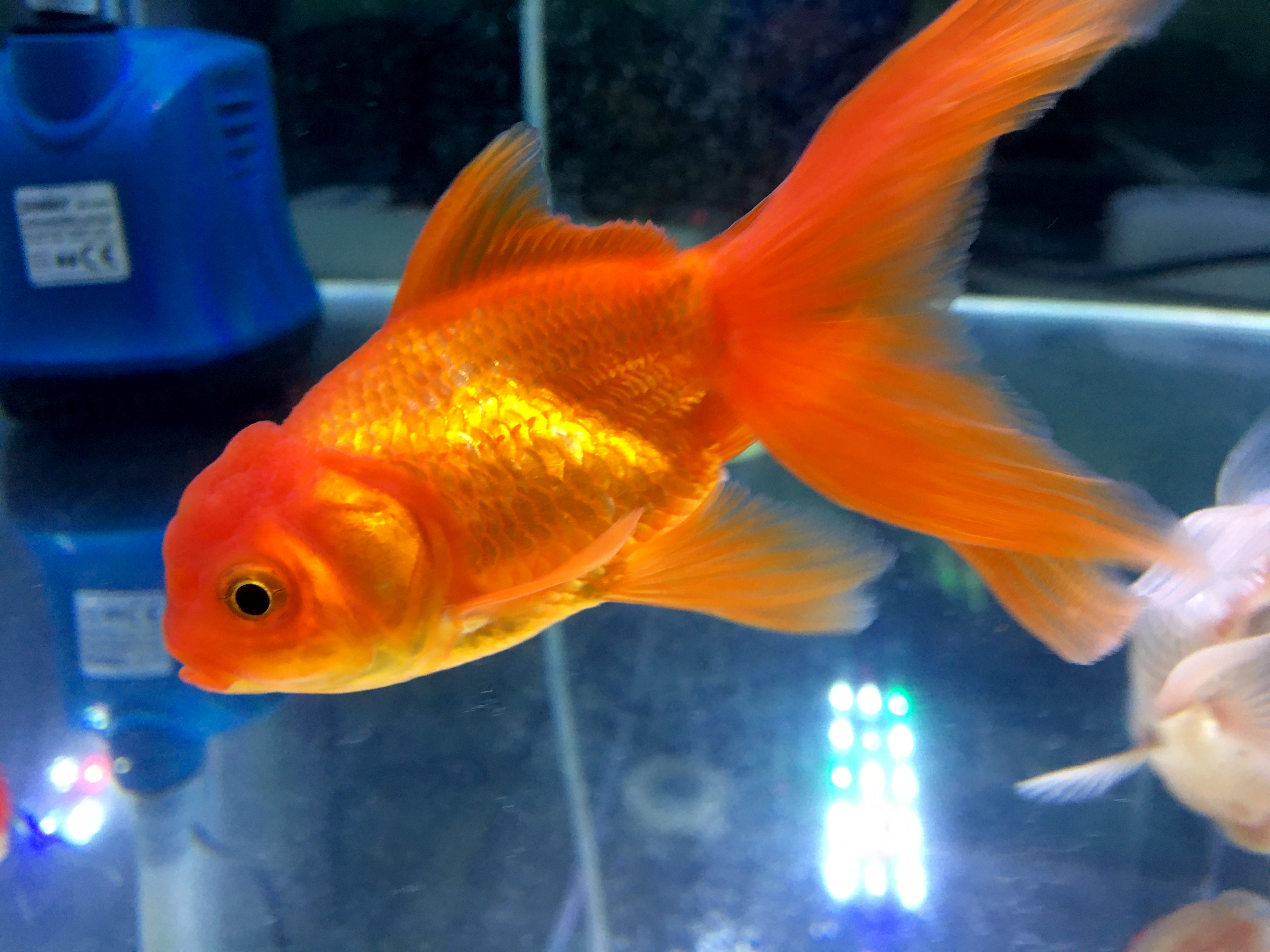 新鱼入缸细菌感染怎么治疗,新鱼水霉病怎么解决