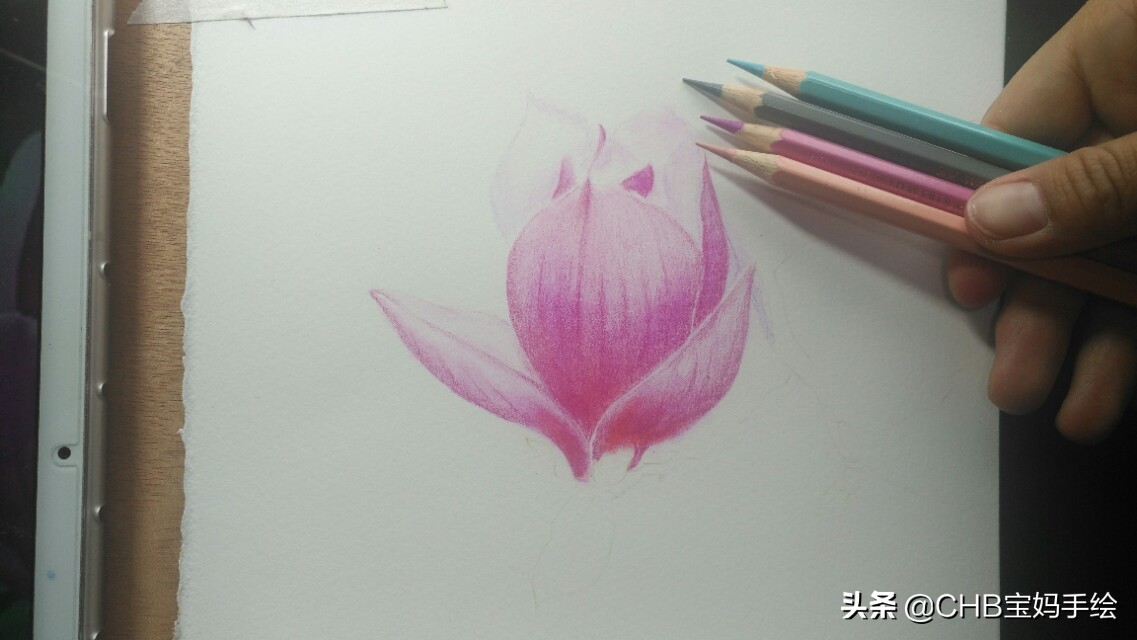 玉兰彩铅画教程图解,零基础彩铅画入门教程桃花