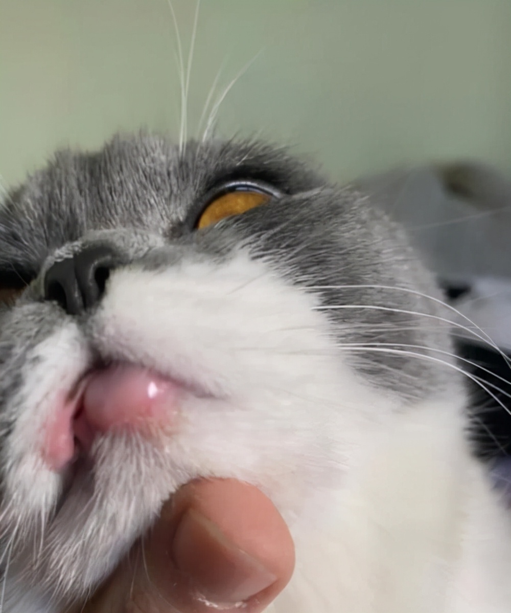 猫猫疾病预判,猫猫什么情况下容易得病