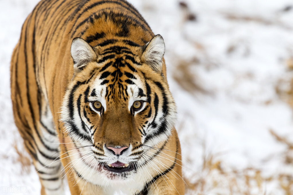 老虎逃离研究中心，为何再次冲撞猎人家的门？原来只为信任他
