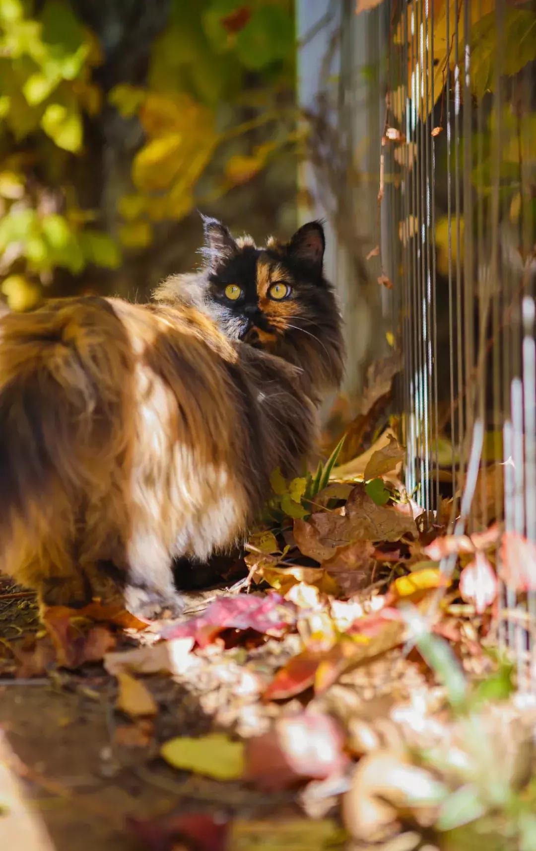 庄太极：hello，飞起的小拖把，有一种美，动静皆宜