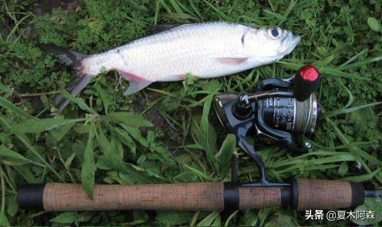 适合在水里生活的鱼,淡水可以滩涂呼吸的鱼