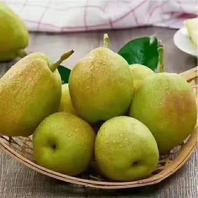 库尔勒香梨援疆产品,新疆库尔勒香梨特产一箱10斤