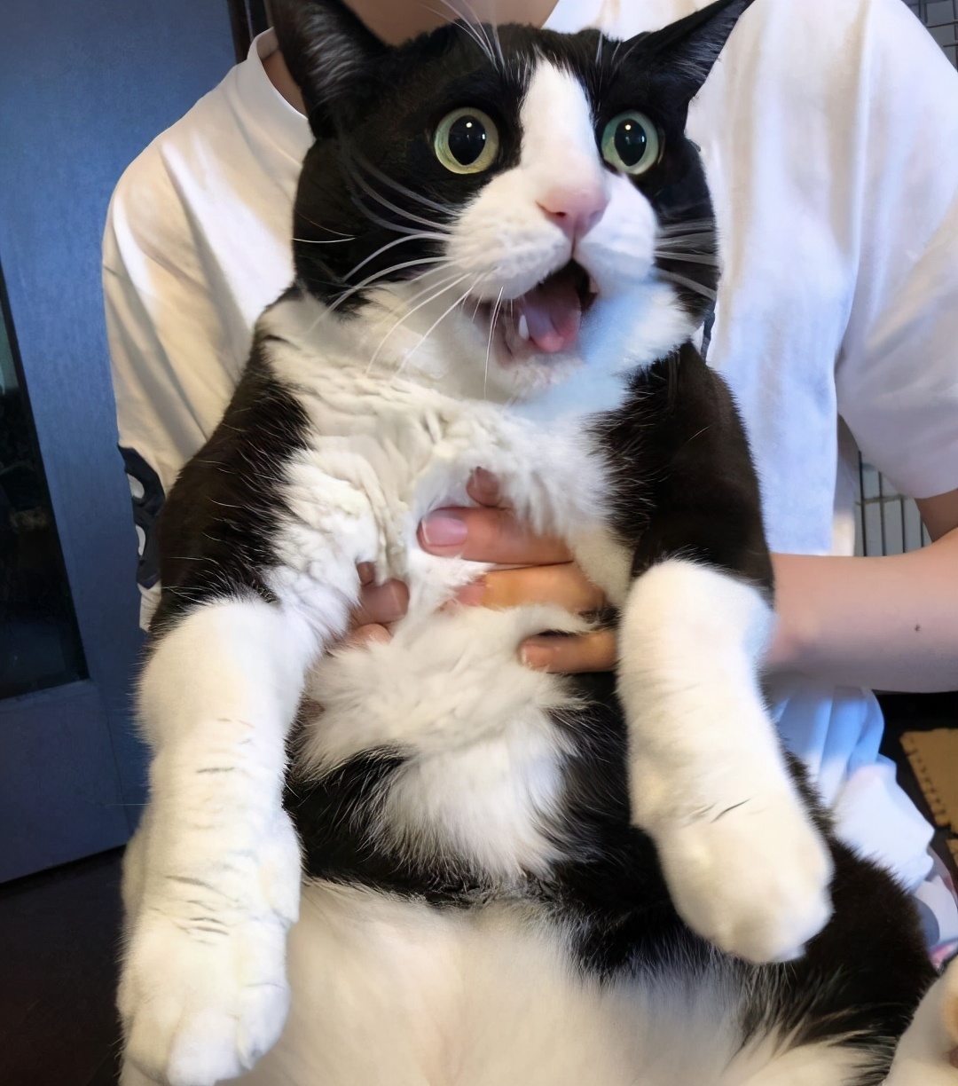 最好养的猫奶牛猫,奶牛猫受欢迎