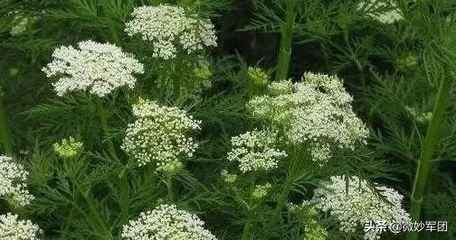 种植中药材需要哪些条件,北方种植什么中药材才适合