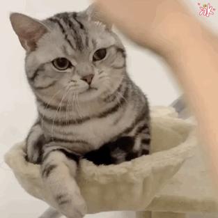 公认不臭的猫品种排名榜,十大最不臭的宠物猫