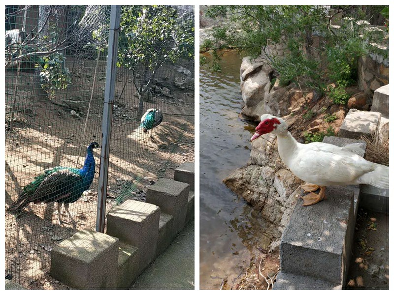 大美徂徕山,徂徕山美景如画