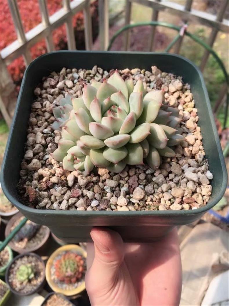 多肉不小心淋了肥水补救方法,多肉不小心淋了雨怎么补救