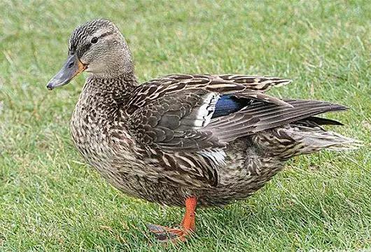 首届斗地主争霸大赛等你来战,斗地主海选赛直播