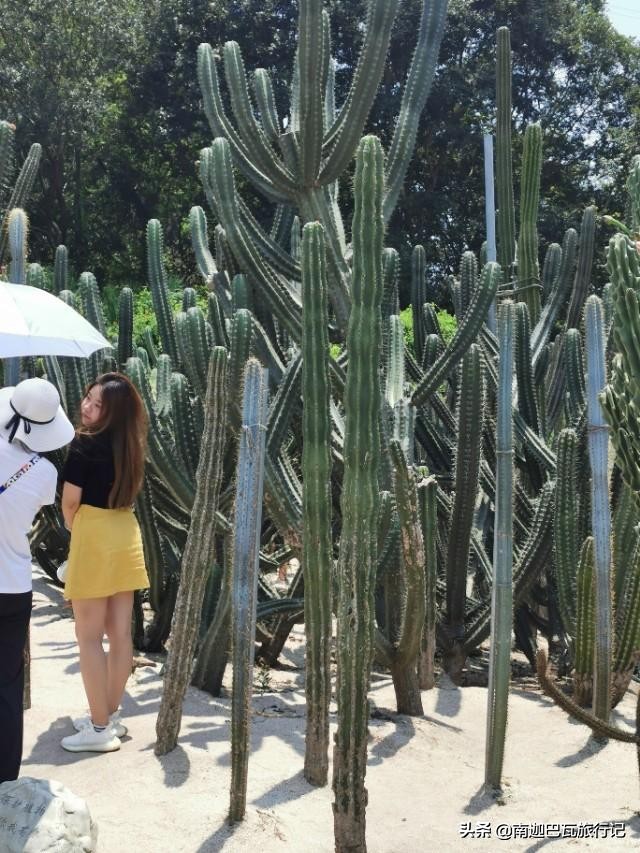 厦门鼓浪屿旅游攻略网红,厦门印象之鼓浪屿